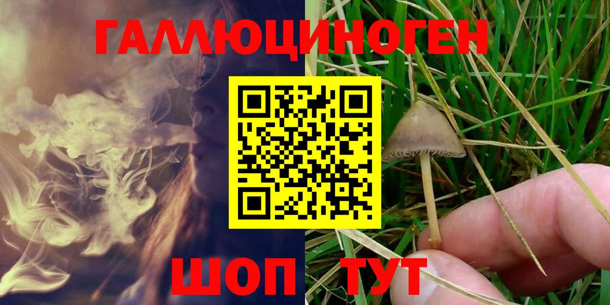 Псилоцибиновые грибы Psilocybe Комсомольск-на-Амуре